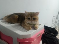 British Shorthair ny12 Safkan