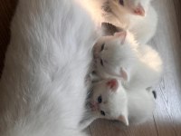 BRİTİSH PAŞALAR REZERVEYE AÇILMIŞTIR