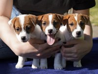 FCI (KIF) şecereli safkan kısa tüylü yavru jack russell