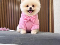 Irk Ve Sağlık Garantili Pomeranian Boo Bebekler