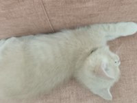 British longhair çok tatlı yavrular