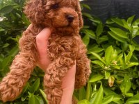 BİRBİRİNDEN TATLI TOY POODLE YAVRULARIMIZ