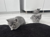 2 aylık british shorthair yavrular yeni yuvalarına hazır