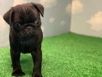 GÜL KUYRUK SAFKAN SİYAH DİŞİ VE ERKEK PUG YAVRULAR