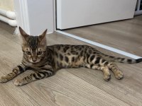 4 AYLIK BENGAL KEDİSİ