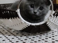 British shorthair 2 aylık dişi kediler