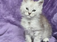 Maine coon erkek ns24 wcf kayıtlı kedimiz