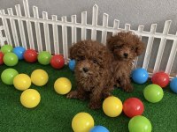 Wc Eğitimli Aşılı Ev Üretimi Toy Poodle