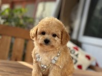ORJİNAL MALTİPOO