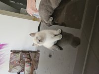 2 aylık safkan british shorthair