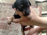 Yavru Köpeğimiz Pinscher