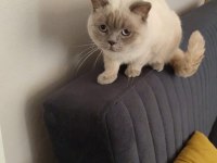 British shorthair blue point
