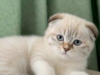 En Güzel Yavru Scottish Fold