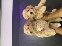 Maltipoo bebekler