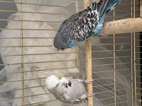 Show Jumbo Muhabbet Kuşu