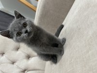 2 aylık safkan british blue renk erkek