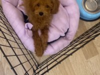 3.5 aylık toy poodle