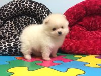 Biblo Güzelliğinde Pomeranian Boo