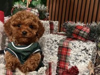 2.5 Aylık Dişi Ve Erkek Poodle Yavrularımız