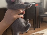45 günlük british shorthair