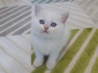 British shorthair golden point erkek
