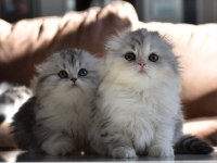 2 Aylık Scottish Fold Longhair Dişi Bebekler