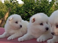 KAR BEYAZ SAMOYED YAVRULAR ÇİFTLİKTEN