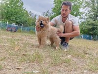 ÜRETİCİDEN CHOW CHOW ÇİN ASLANI YAVRULARI