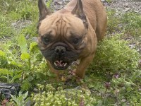 Fransız Bulldog Yetişkin