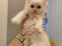 Anne Ragdoll Baba British Shorthair