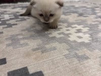 Evcil yavru british shorthair