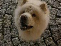 Çin aslanı köpeğimi ücretsiz sahiplendiriyorum