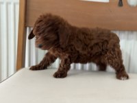 Petmode köpek çiftliğinden ziyarete açık toy poodle