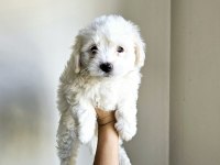 Mini boy maltese köpekler
