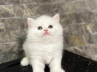 Brıtısh Longhaır Yavrularım 