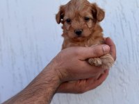 Maltipoo Adrese Teslim, Kapıda Ödeme Yapabilirsiniz