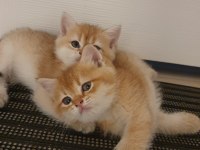 yavru british shorthair kediler