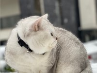 Asil British Shorthair