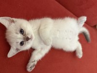 Pamuk British Shorthair