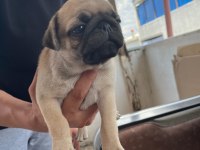Sağlıklı pug mops yavrularımız
