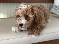 Wc eğitimli maltipoo lar petmode den