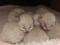 Scottish Fold-British Longhair Yavrularımız