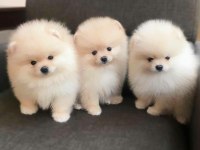 Pomeranian boo ayı surat bebekler