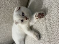 Tatlı Scottish Fold Oğlumuz Rio