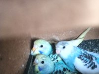 1 Aylık Yavru Muhabbet Kuşları