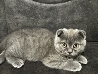 SCOTTİSH FOLD KEDİMİZ