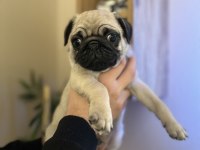 Pug Erkek yavrumuz