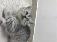 Sevimli british shorthair kedimiz
