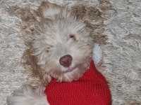 1 buçuk yaşında erkek maltipoo