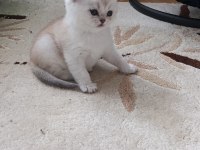 Scottish fold Rezerve ye açıktır